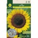 TOURNESOL POUR GRAINES