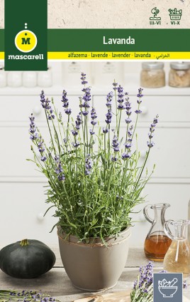 LAVANDA