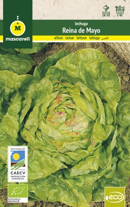 Lechuga Reina de Mayo - Eco