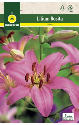 Liliums Rosita