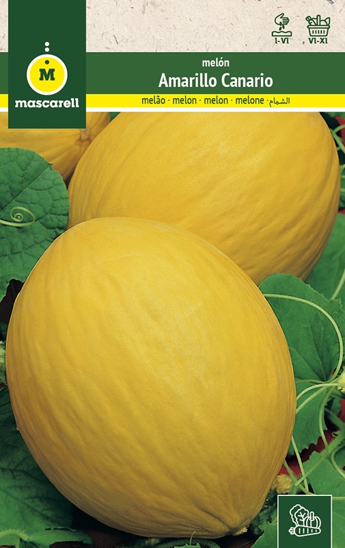 MELON AMARILLO CANARIO