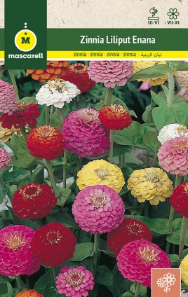 ZINNIA LILIPUT VARIADA