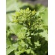 Grelos Cima di Rapa 60 Días