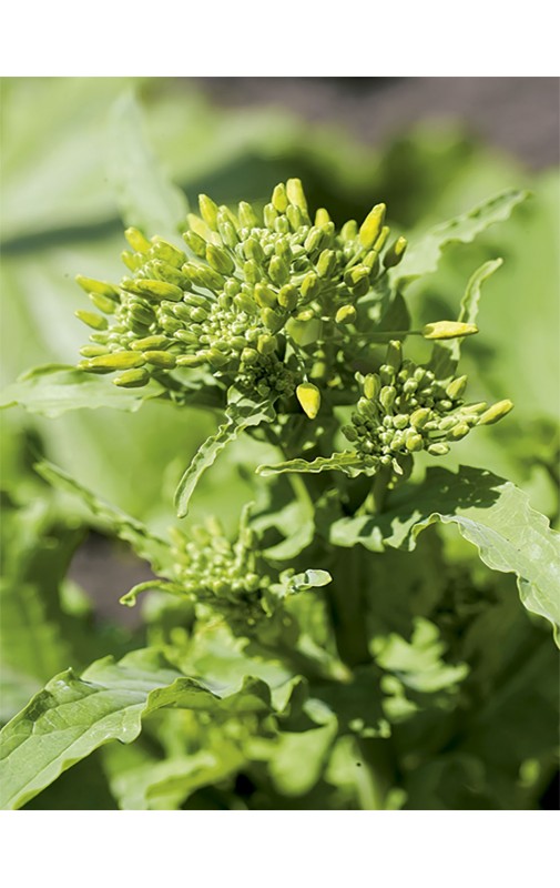 Grelos Cima di Rapa 60 Días