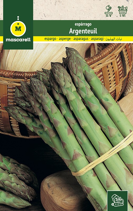 ASPERGE ARGENTEUIL