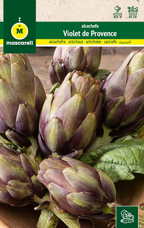 Artichoke Violet de Provence