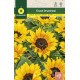 GIRASOL ORNAMENTAL