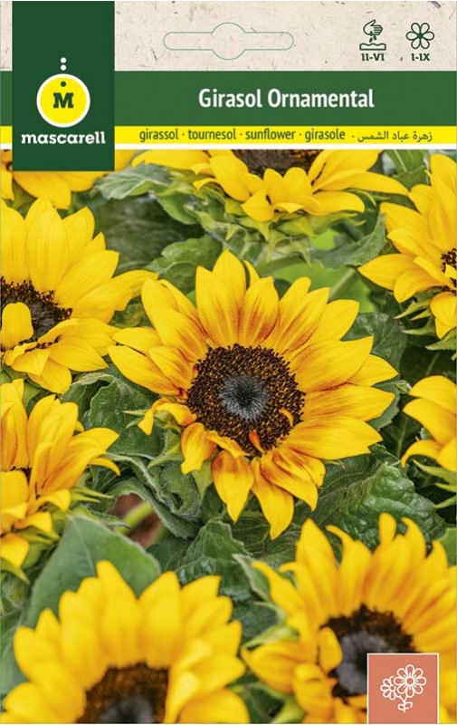 TOURNESOL ORNAMENTAL