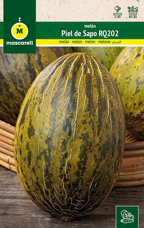 Melón Piel de Sapo Sel. Ricura RQ-202