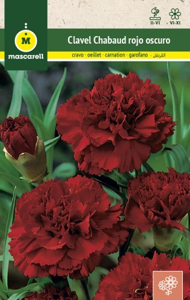 GIANT DARK RED CARNATION CHABAUD