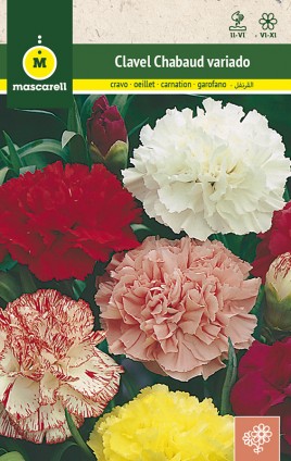 CARNATION CHABAUD MIX