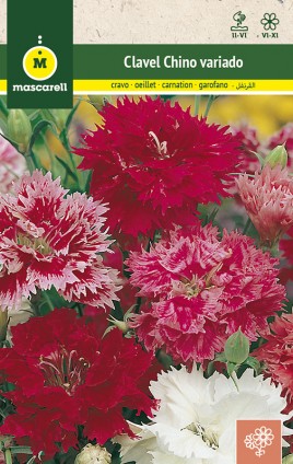 CHINESE CARNATION MIX