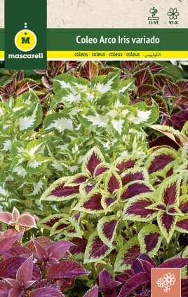 COLEUS RAINBOW MIX