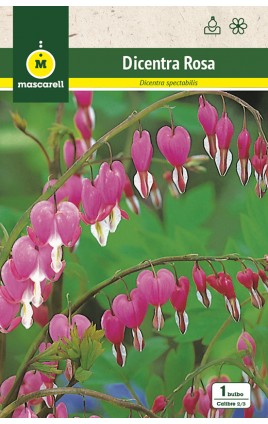 Dicentra Rosa